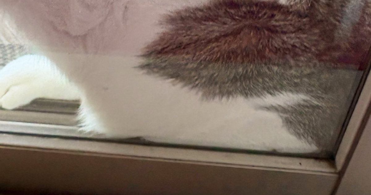 ふと窓を見たら、愛猫が『とんでもない状況』に……可愛すぎる『SOSの光景』に３万いいね「凄いところにいるｗ」「ぺちゃんこｗ」と反響