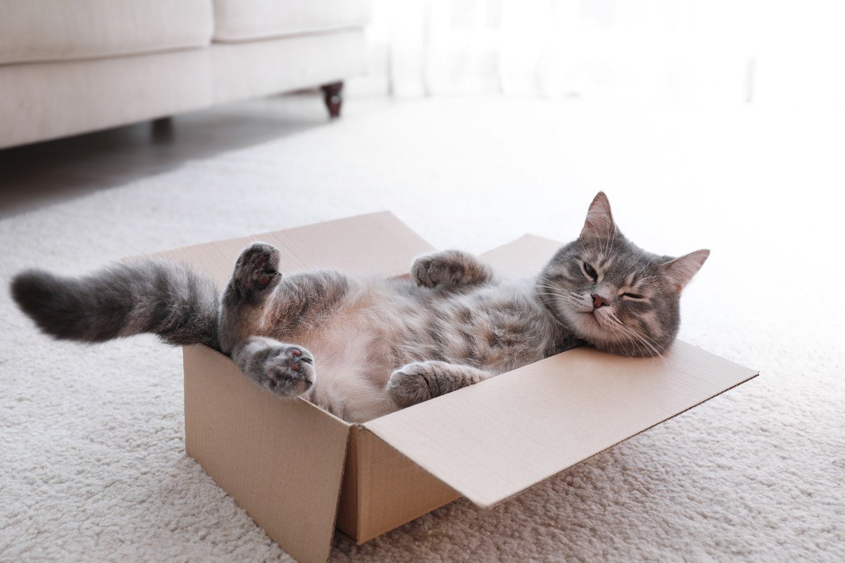 猫を魅了する『段ボール』何がそんなにいいの？考えられる3つの理由