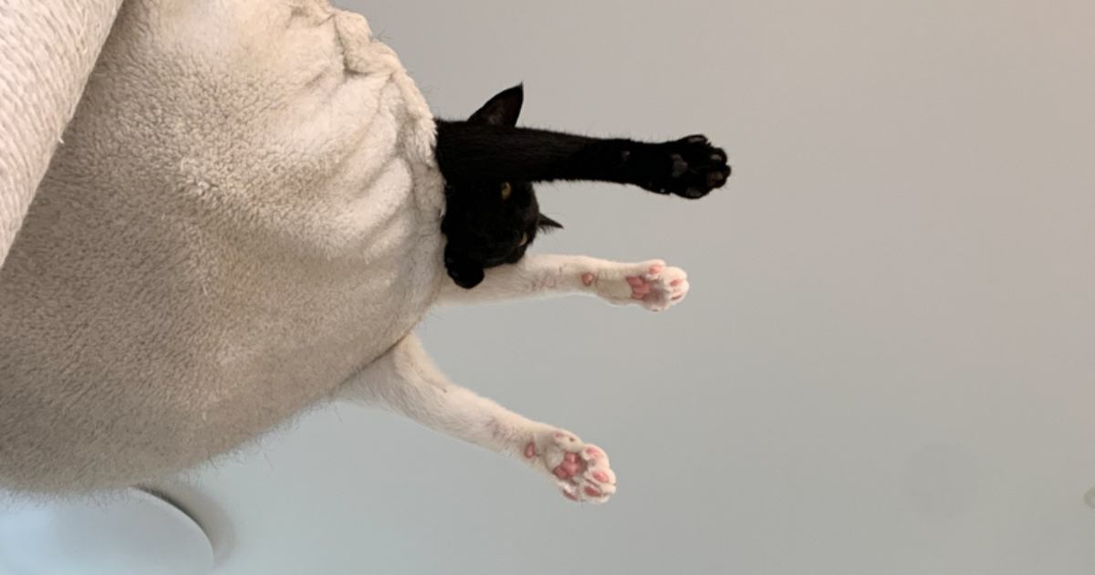 キャットタワーを見上げると3本の脚が見えて…『横』から見てみると？→猫たちの『可愛すぎるポーズ』に5万いいね「スーパーニャン」「えいっ」