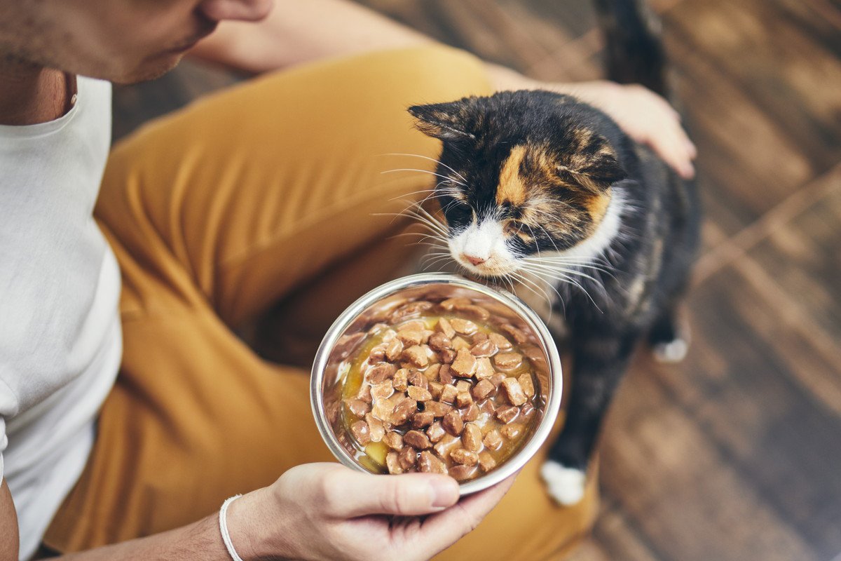 猫の長寿を願う飼い主さん必見！健康な体づくりに必要な『栄養素』7つ