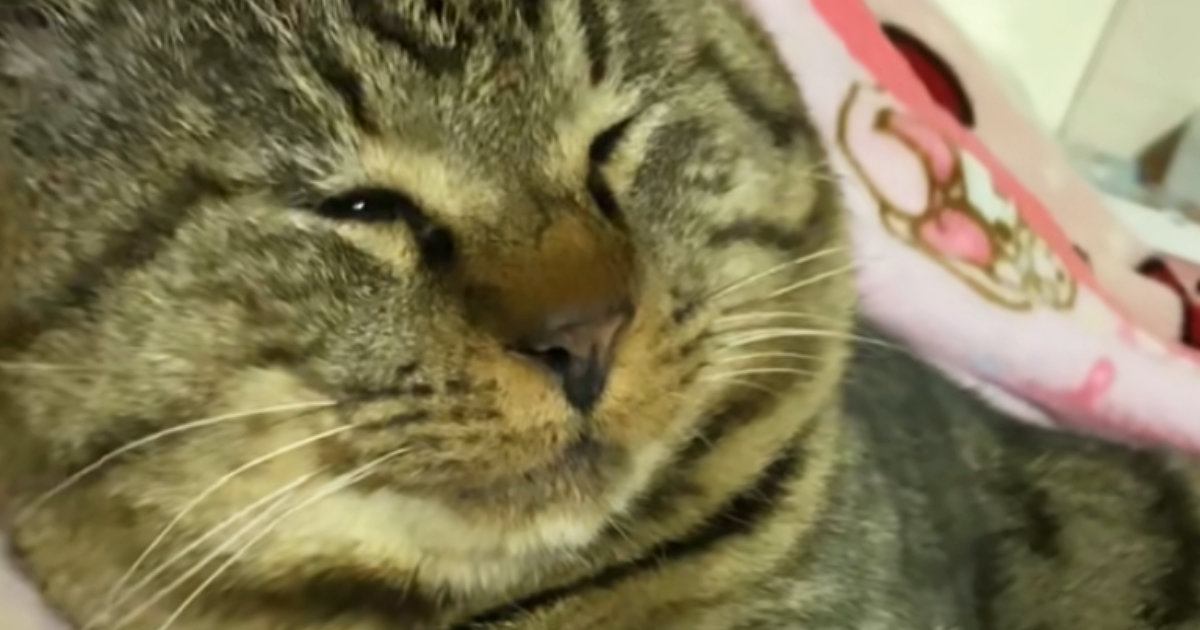 お昼寝していたキジトラ猫→そっと頭を撫でると……あざと可愛い『甘え方』に悶絶の声「めんけぇなぁ」「腹立ってきた」と24万再生