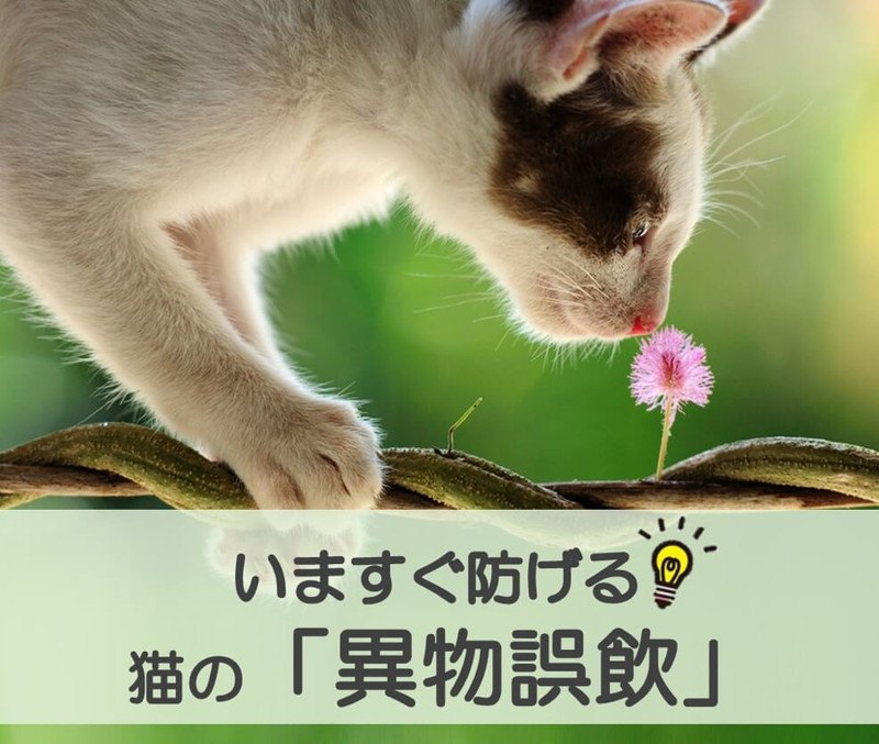 【異物誤飲はいつおこる？】いますぐ防げる猫の「異物誤飲」（獣医師監修）