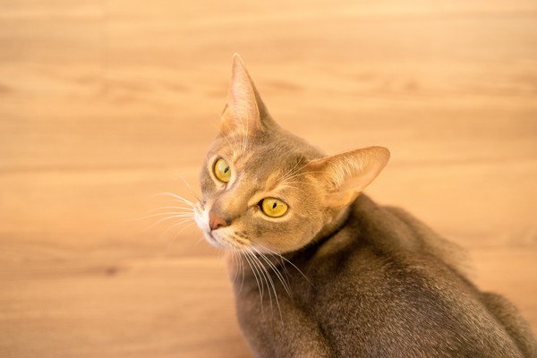 猫が教えてくれた「虫の知らせ」不思議な行動６つ