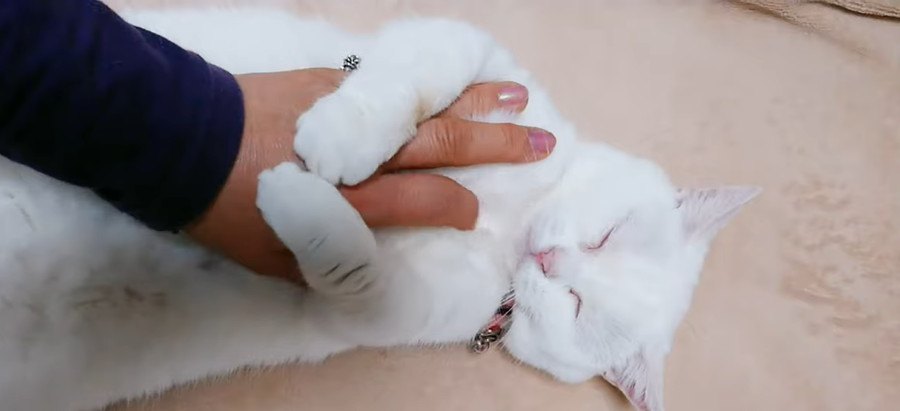 ヘソ天する猫さんをもふもふしてみた！すると…