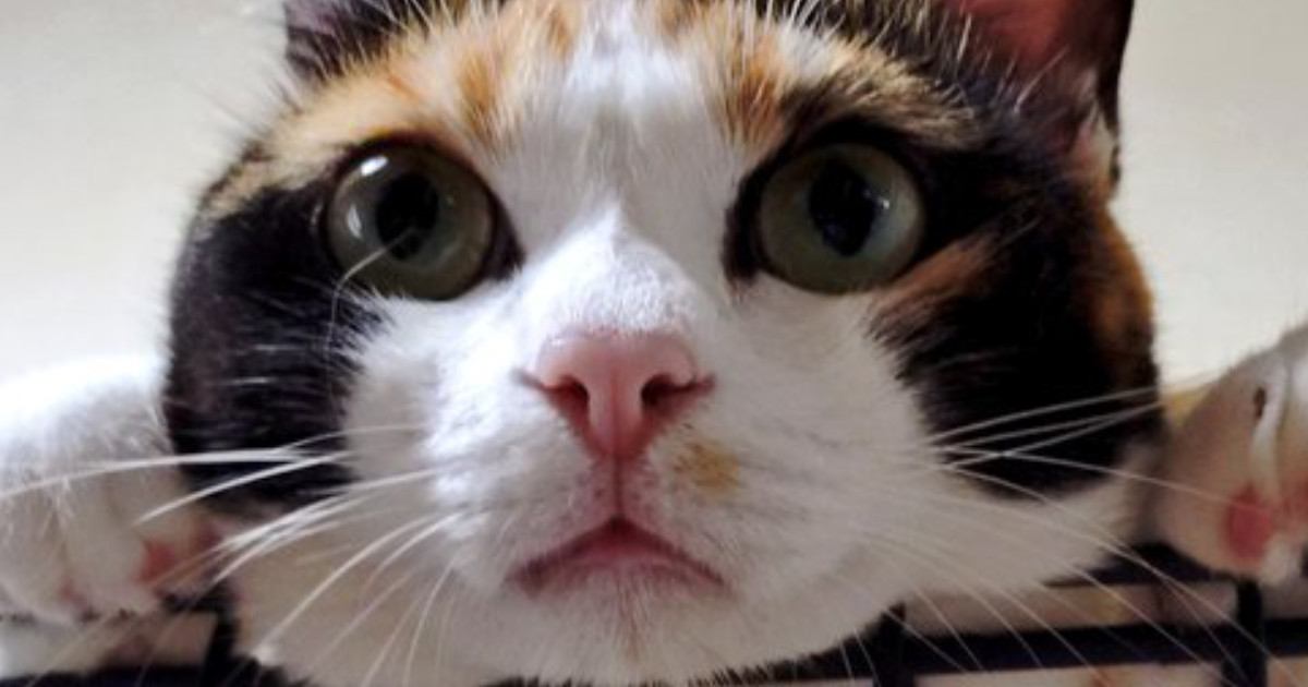 ケージの上で『くつろいでいた三毛猫』→お腹を見ると……『たまらない光景』に「ずっと見ていられる」「ああモフりたい」とSNSで反響