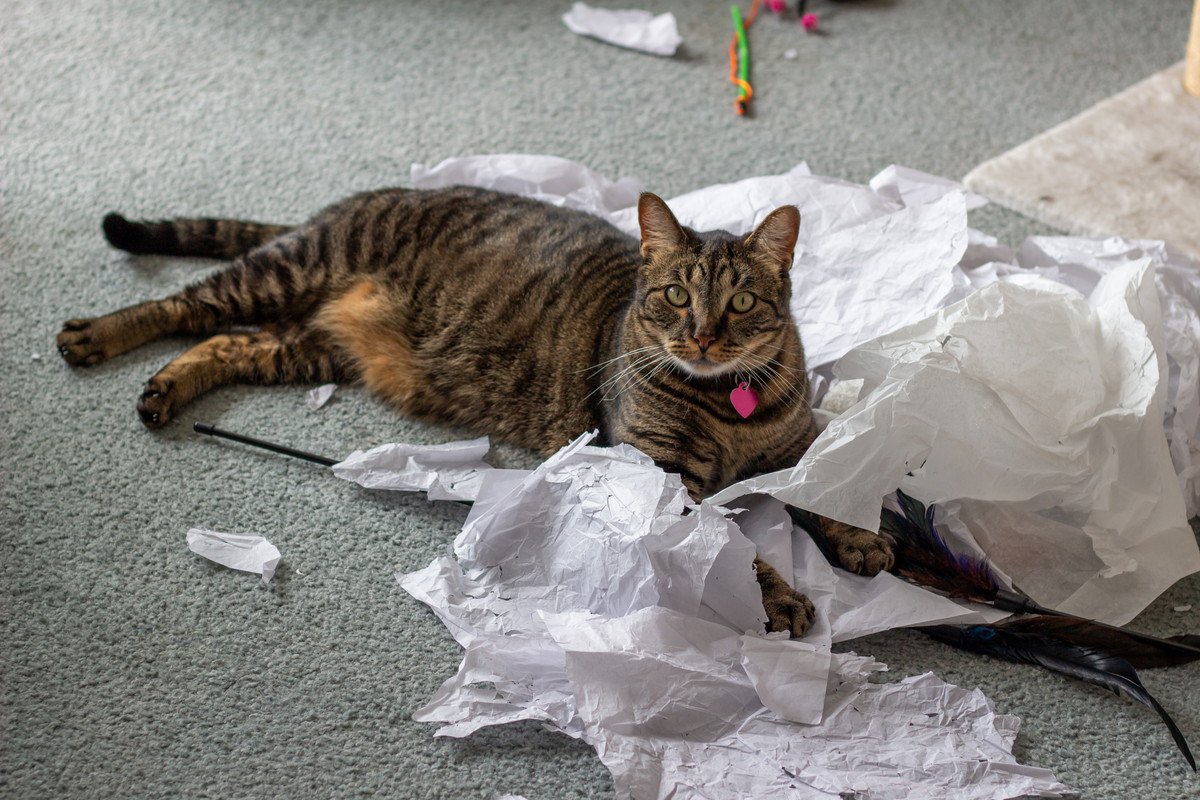 猫にとって『ティッシュ』が魅力的な理由4つ　遊びたがるのはどうして？イタズラ対策のコツも