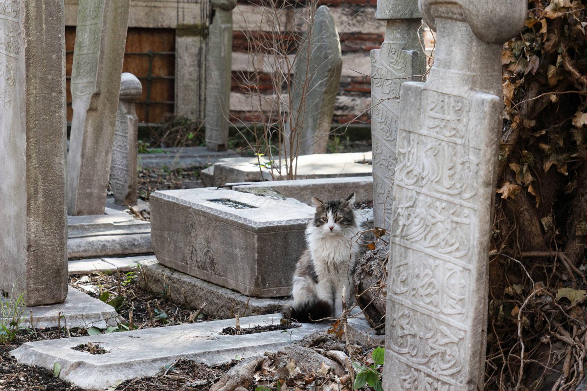 小枝やコップ…亡き飼い主の墓に「プレゼント」を届け続けた愛猫　イタリア