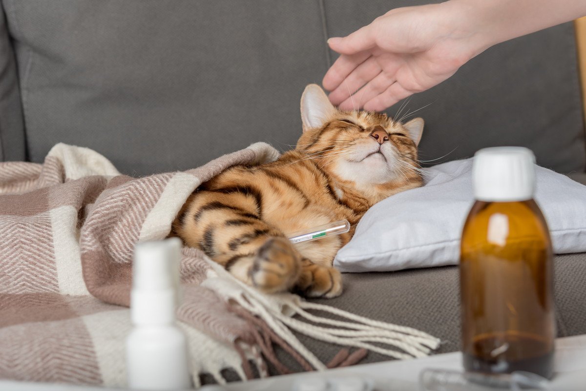 隠し上手な猫の「体調不良サイン」3選　見かけた場合の対処法も