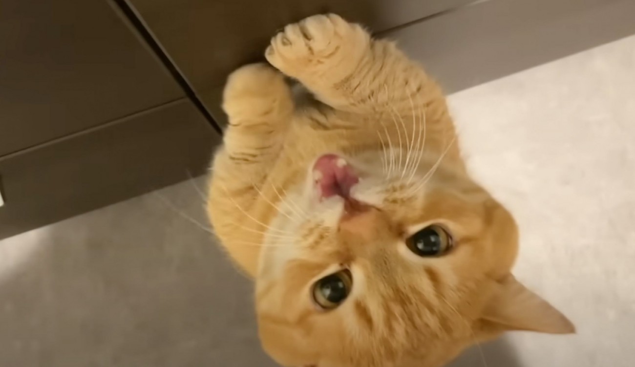 新居に来て３日目→愛猫が最初に覚えた『可愛すぎる行動』に笑顔になる人が続出「ひとつひとつの仕草が可愛い」「とてもほっこりした」