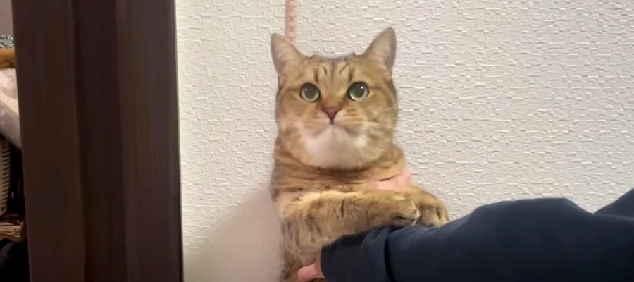 ぽっちゃり？猫ちゃんを身体測定してみた結果…