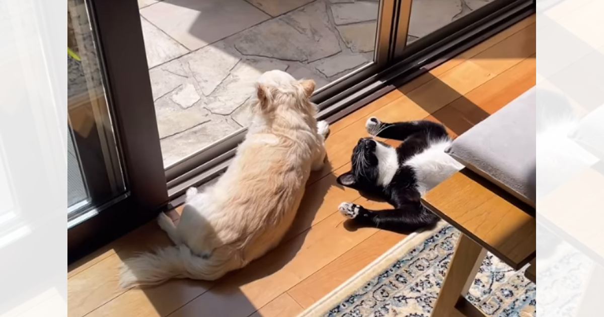 窓の前で外を眺めている犬→『横』を見てみたら、猫が…まさかの『作戦』が面白すぎると44万再生「見事な演技ｗ」「すごいポーズｗ」と爆笑