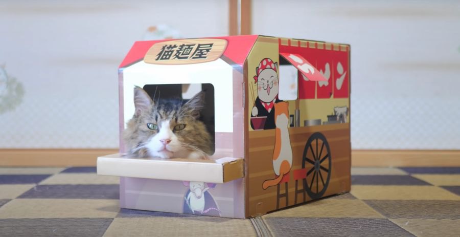 心機一転！新しいお店でくつろぐ猫ちゃん♪