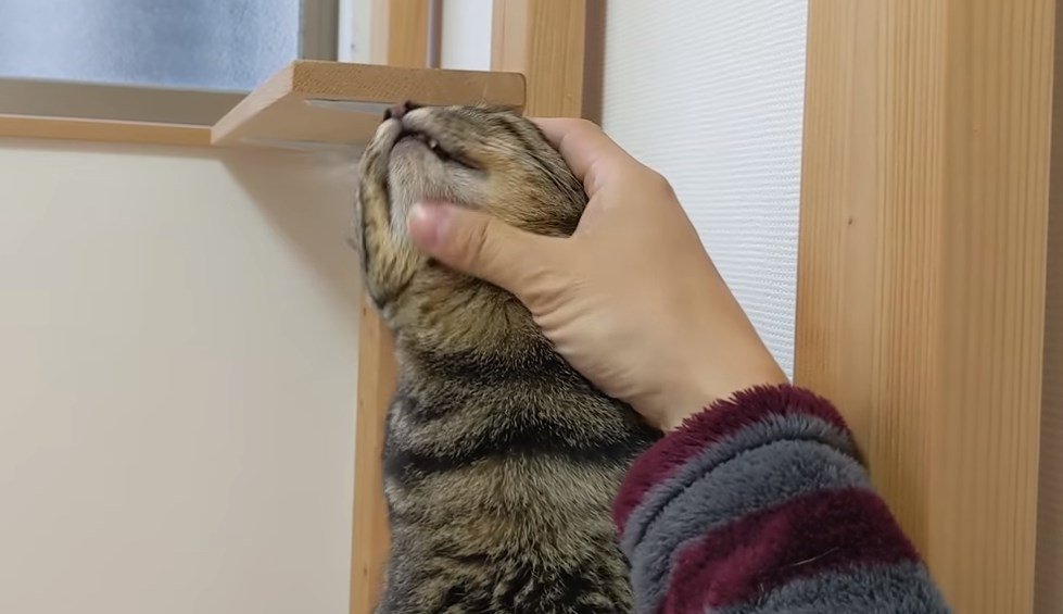 朝から甘えてくる猫がかわいい件