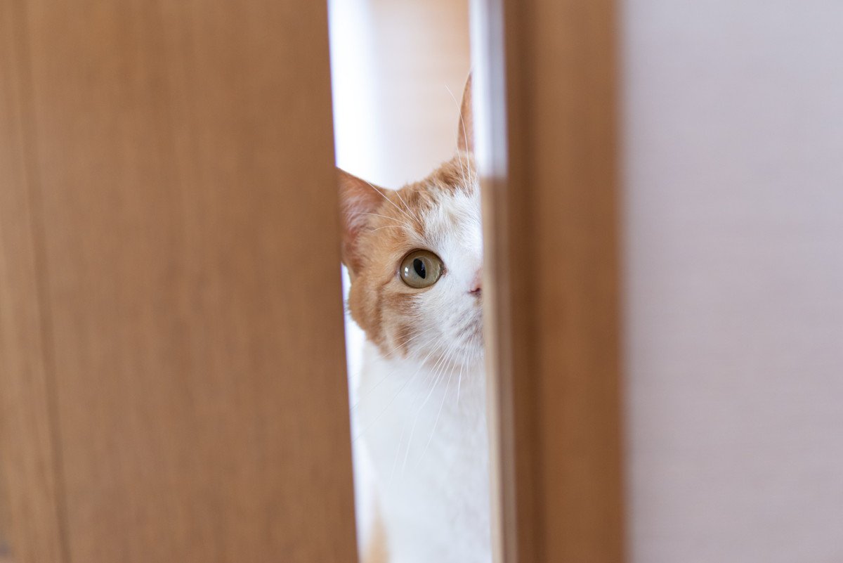 愛猫が飼い主さんを「待ちぶせ」するときの3つのキモチと、猫が喜ぶ対応とは