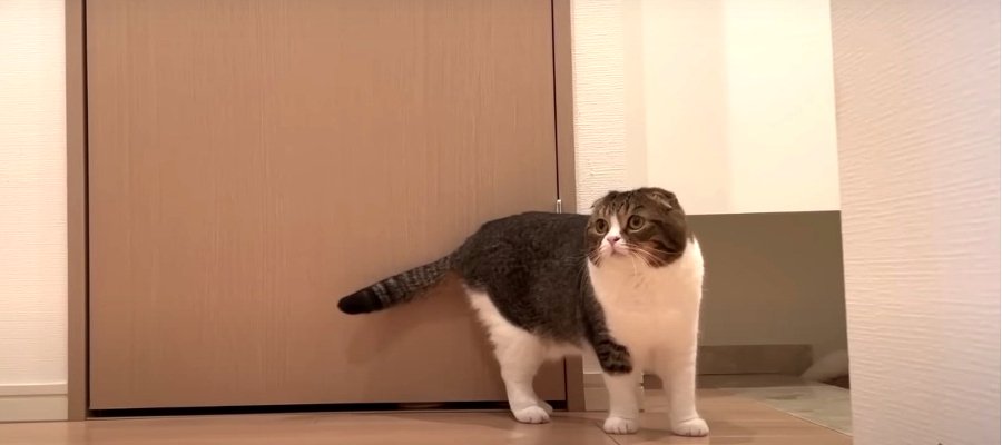 どこに行ったの？息子猫を探すパパ猫！