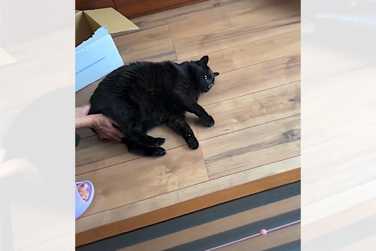 黒猫モップ！？無抵抗すぎる猫さんの動画に4万人がほっこり♡