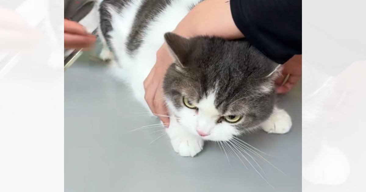 月1回の爪切り→猫を動物病院へ連れて行くと…予想外の『反撃』に「控え目な態度が可愛すぎるｗ」「ニヤニヤしてしまったｗ」と50万再生