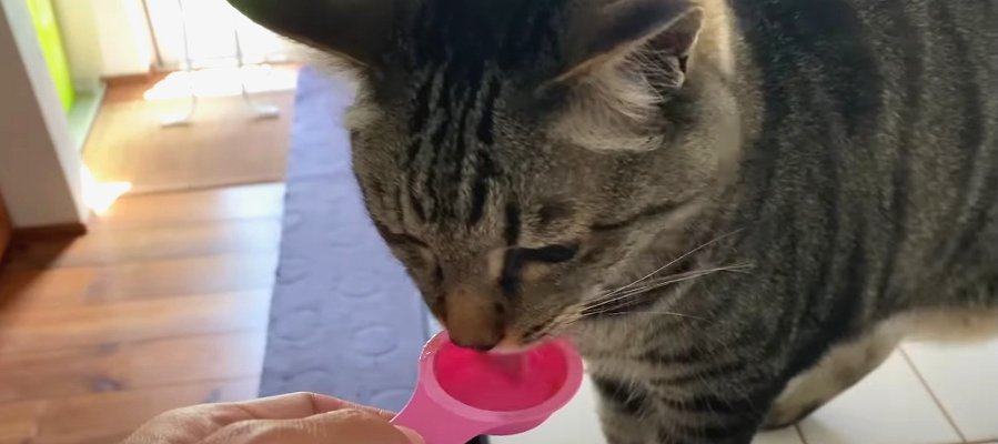 夏にオススメの猫おやつ♪ペーストでおいしく楽しく水分補給！