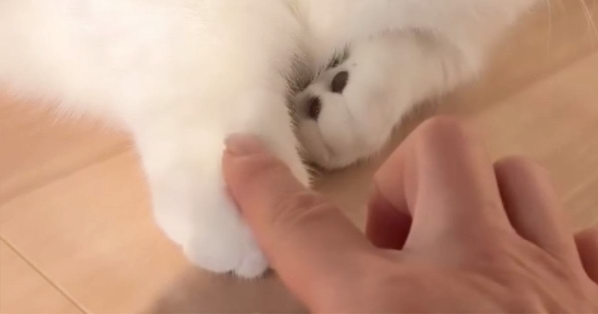 愛猫の前足に指を乗せてみたら、次の瞬間…思わず癒される"かわいいやり取り"に「ニヤニヤが止まらない」「一緒に遊びたい」と絶賛