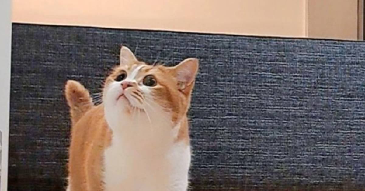 お風呂のドアの前にカメラを設置して入ったら、猫が…とんでもなく『尊い瞬間』に「いじらしさにちょっと泣きそう」「反則級に可愛い」と14万表示