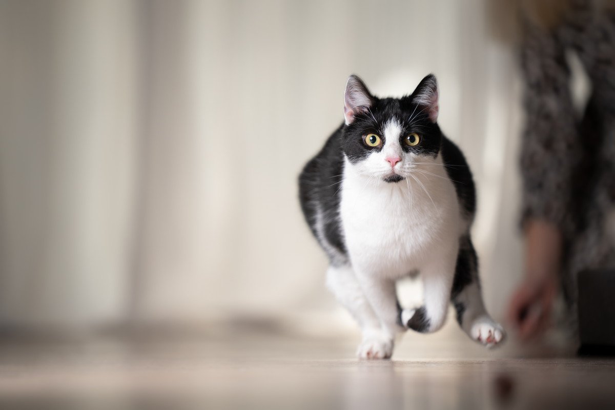 猫が『いきなり全力疾走』する4つのワケ　この行動、ちゃんと名前があるの知ってますか？