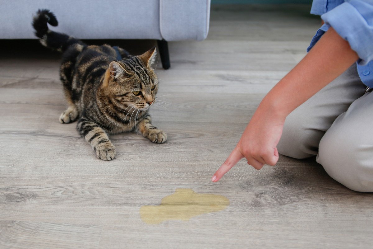 猫が『トイレを失敗』することが増えたら注意すべき病気4選　それぞれの原因や症状、取るべき対処法まで解説