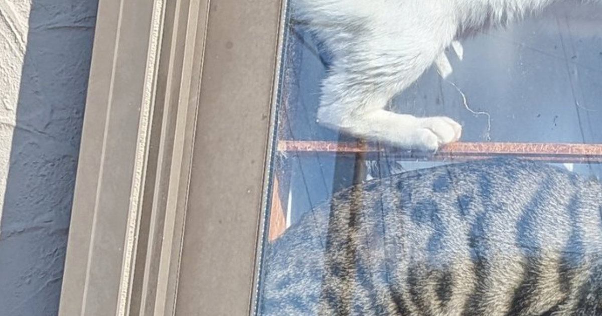 ゴミ捨てから帰ってくると、２匹の猫が『窓際』で…まさかの『くつろぎ方』に２万いいね「天日干しみたいｗ」「難易度高めのシンクロｗ」