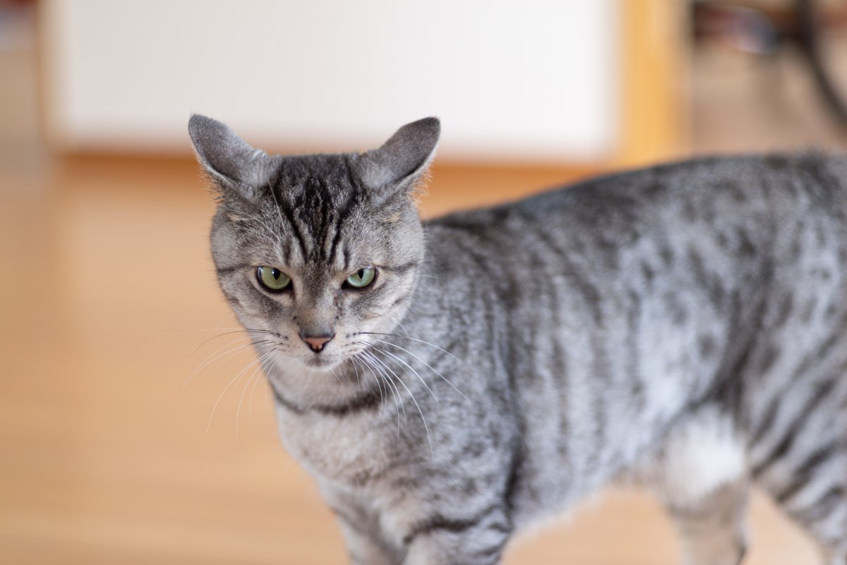 猫が『嫌いな相手』に対してする鳴き方3つ　警戒されているの？避けるべき行為も解説