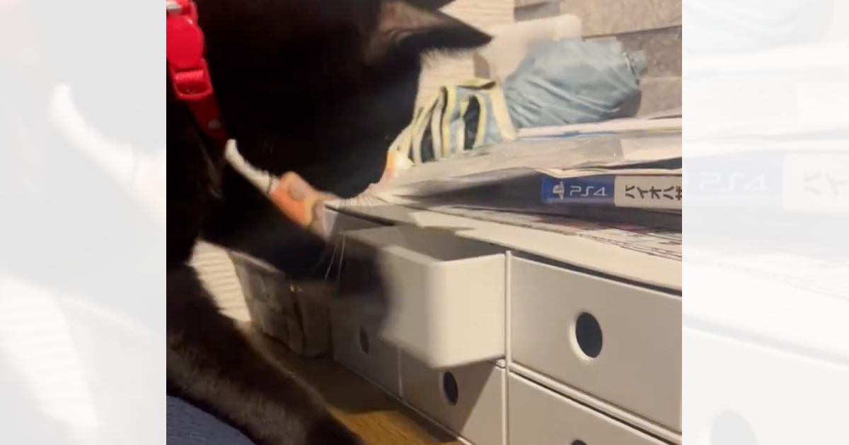 飼い主さんが寝ようとしたら、そばで黒猫が…つい笑ってしまう『予想外の行動』に4万5000いいね「吹きだしてしまった」「賢いうえに器用ｗ」