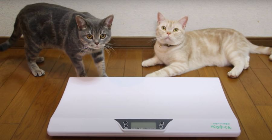 ペット専用体重計で猫ちゃん達の体重測定！