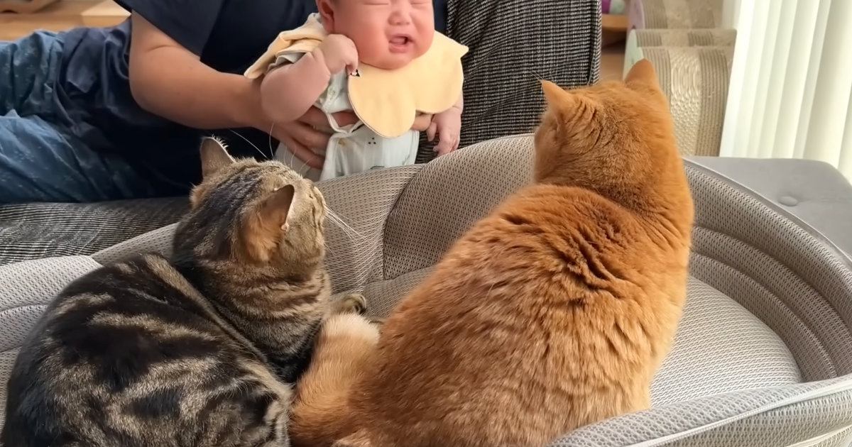 赤ちゃん用のベッドを使うようになった猫→弟猫も使い始めて……笑ってしまう展開に「好かれすぎでしょｗ」「もう一つ買うしかないｗ」の声