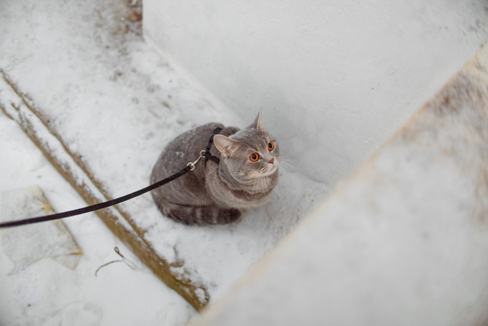 猫に散歩させる必要はある？ストレスはかからない？