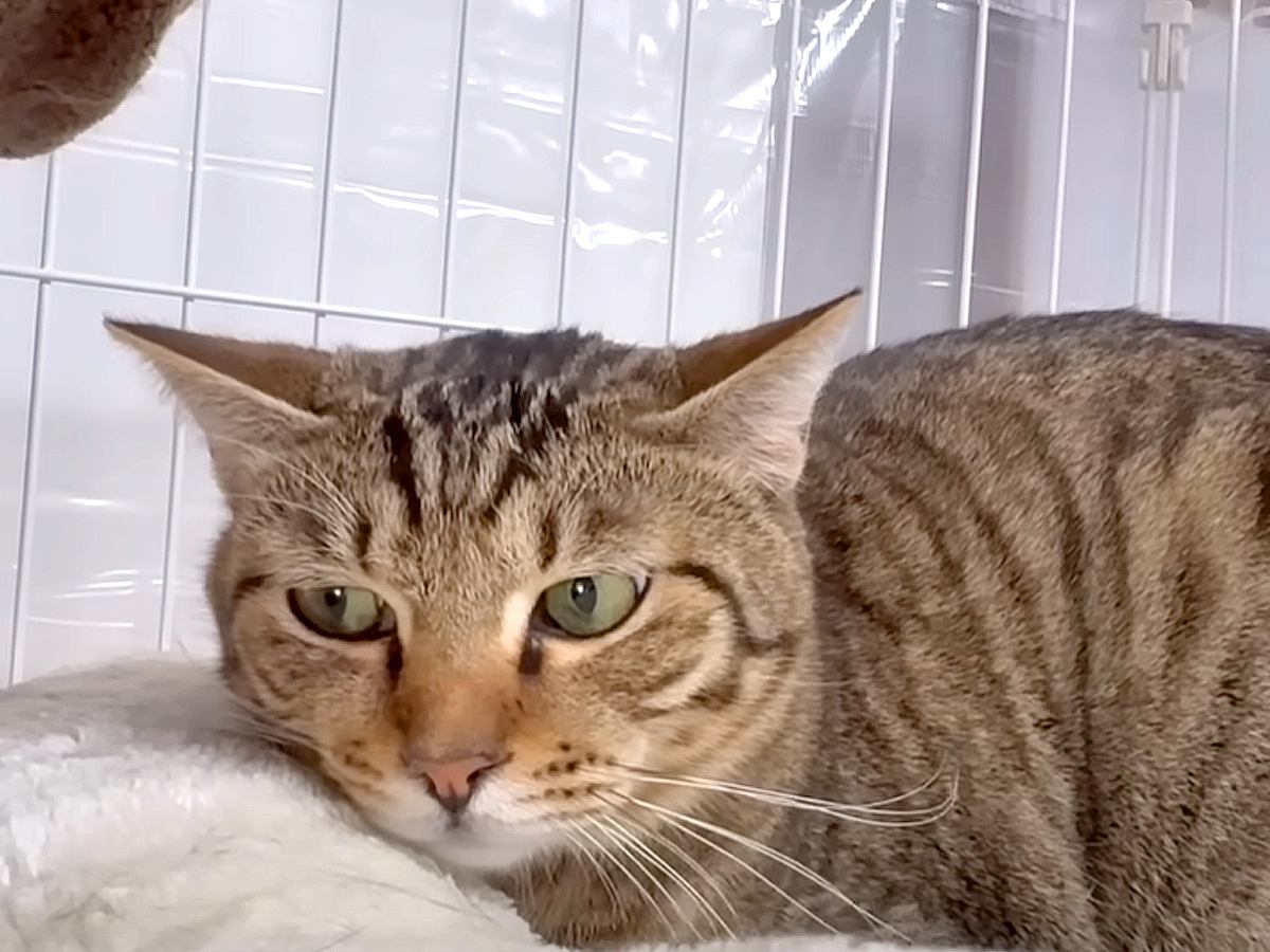 親子でやってきた新入りの兄弟猫→先住猫にイジワルされ震えていたら…まさかの『２匹のヒーローたち』が11万再生「やっぱりボスは一味違う」