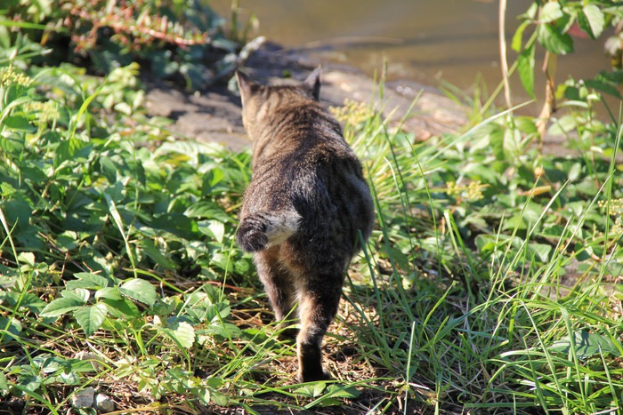 猫のしっぽの可愛いだけじゃない意外なヒミツ