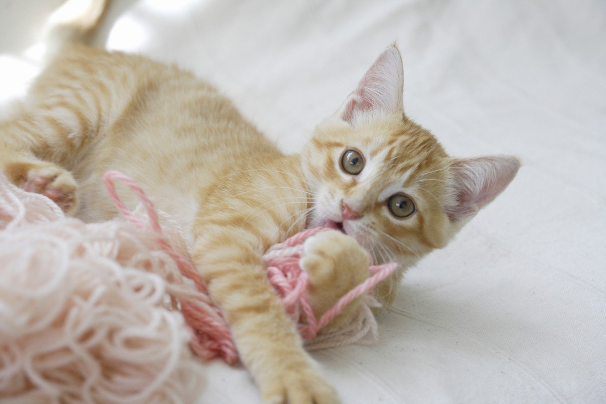 飼い主が『猫に振り回される幸せ』を実感する瞬間9つ　マイペースな行動の心理や上手な付き合い方も