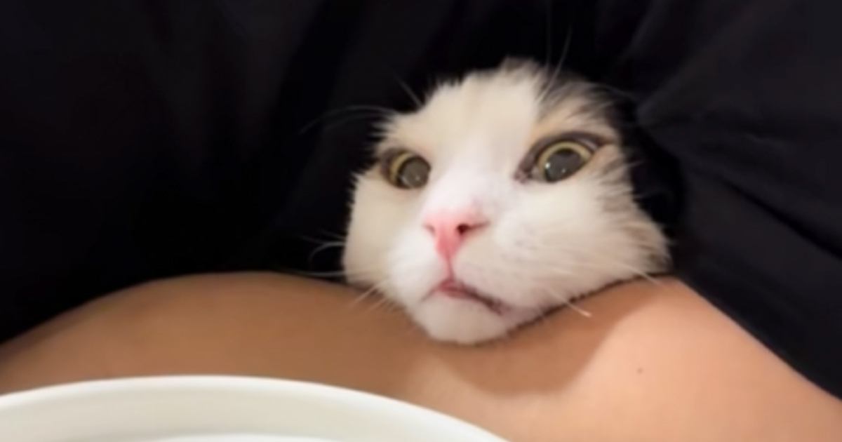 食いしん坊な猫が『ネギトロ』を目の前にしたら……笑撃の光景が86万再生「絶対に食べるという意思を感じるｗ」「執念が凄いｗ」