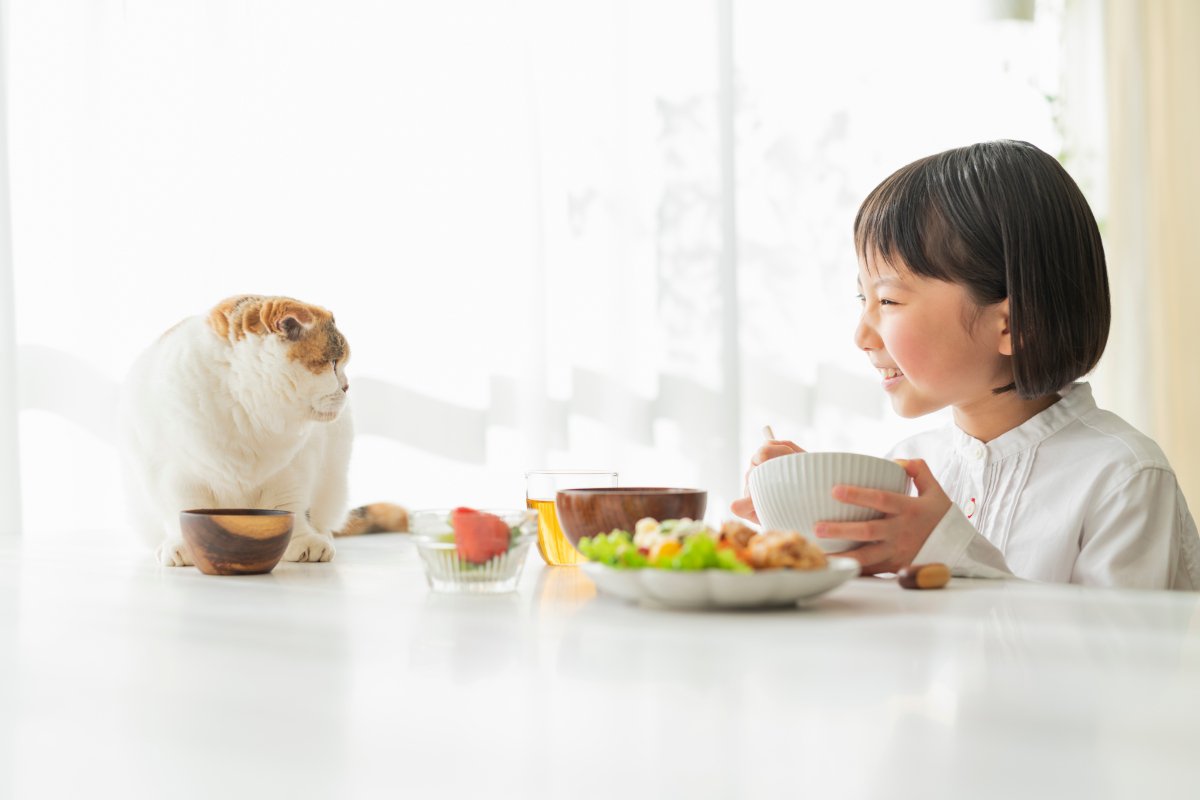 人間にとって『健康にいい食品』でも猫には注意？3つの食べ物ごとの安全性や影響を解説