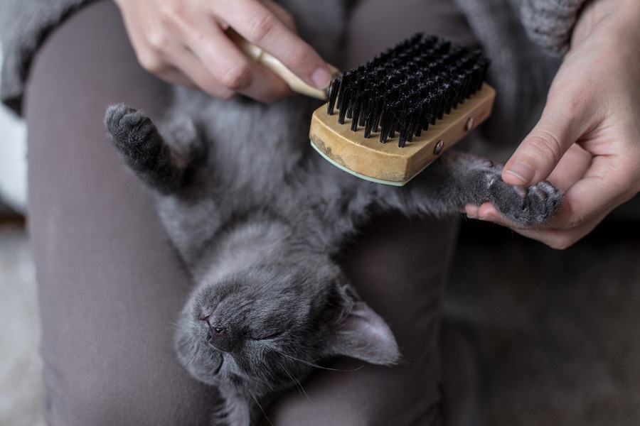 家庭でできる猫の日常ケア3つ！飼い主がしてあげられる事