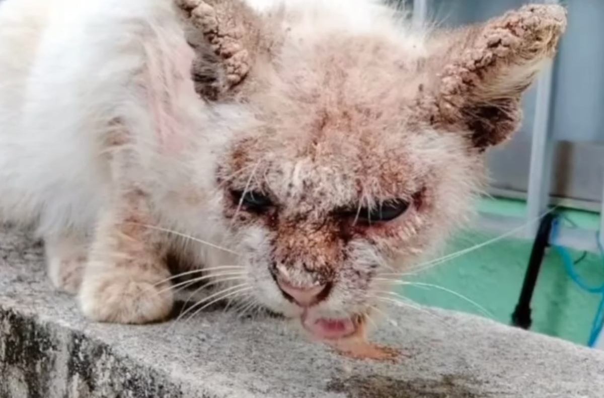 皮膚がボロボロの野良猫を保護→治療開始から『１年』が経つと……涙あふれる『驚きの変化』に感動の声「別猫さんだね」「ありがとう」
