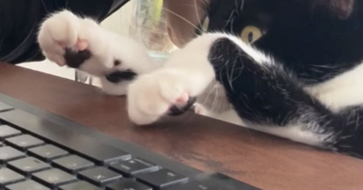 集中してPC作業をしているところに『甘えたい猫』がやってきた結果…『攻防戦の様子』に爆笑の声「一番大事なときにｗ」「かまってニャン全開」