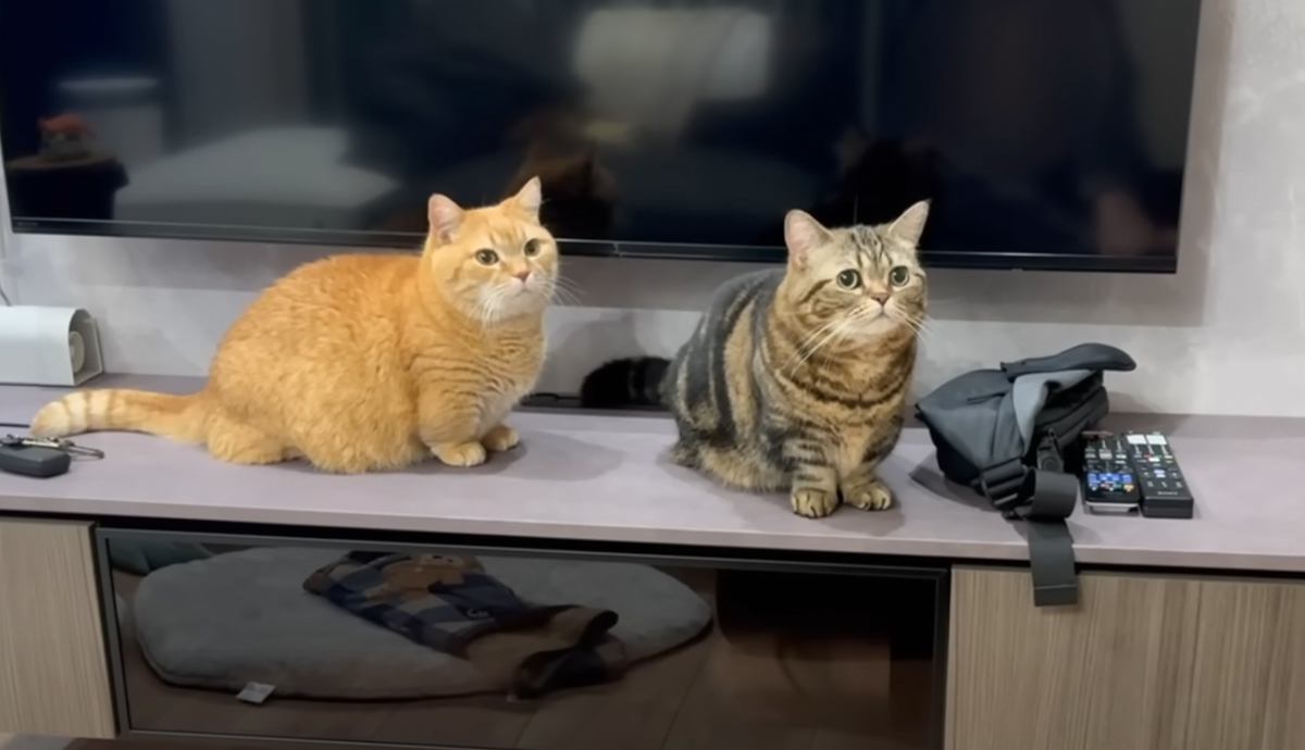 飼い主さんが『寝るよ』と2匹の猫に声をかけると…就寝前に見せた『可愛すぎる行動』が10万再生「羨ましすぎる」「マイペースでいいねｗ」