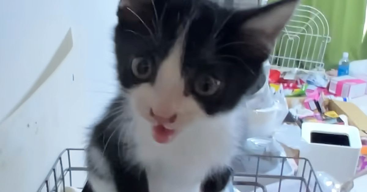 保護子猫がいる部屋のドアを開けると…次の瞬間→『熱烈なお出迎え』が可愛すぎると反響「帰るのが楽しみになるね」「うらやましい」