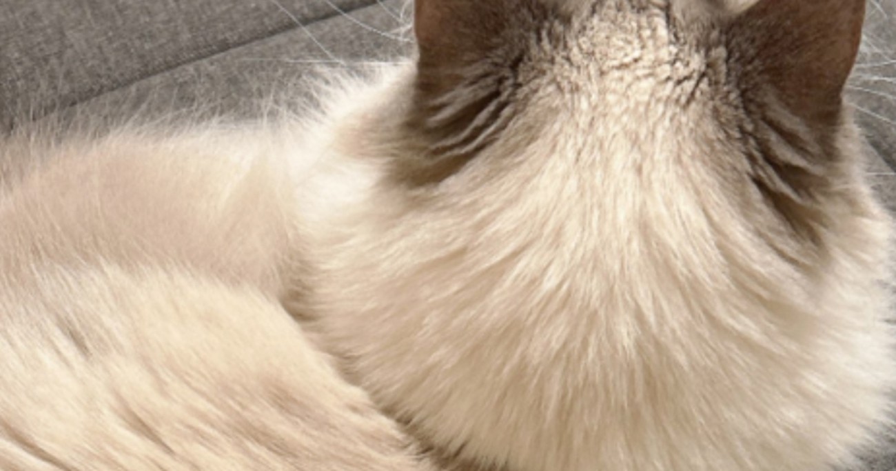 飼い主『もう動けない』、一緒に暮らし始めて2年半『あまり甘えてこない猫』が…予想外の瞬間に4万7000いいね「羨ましい」「わかるｗ」