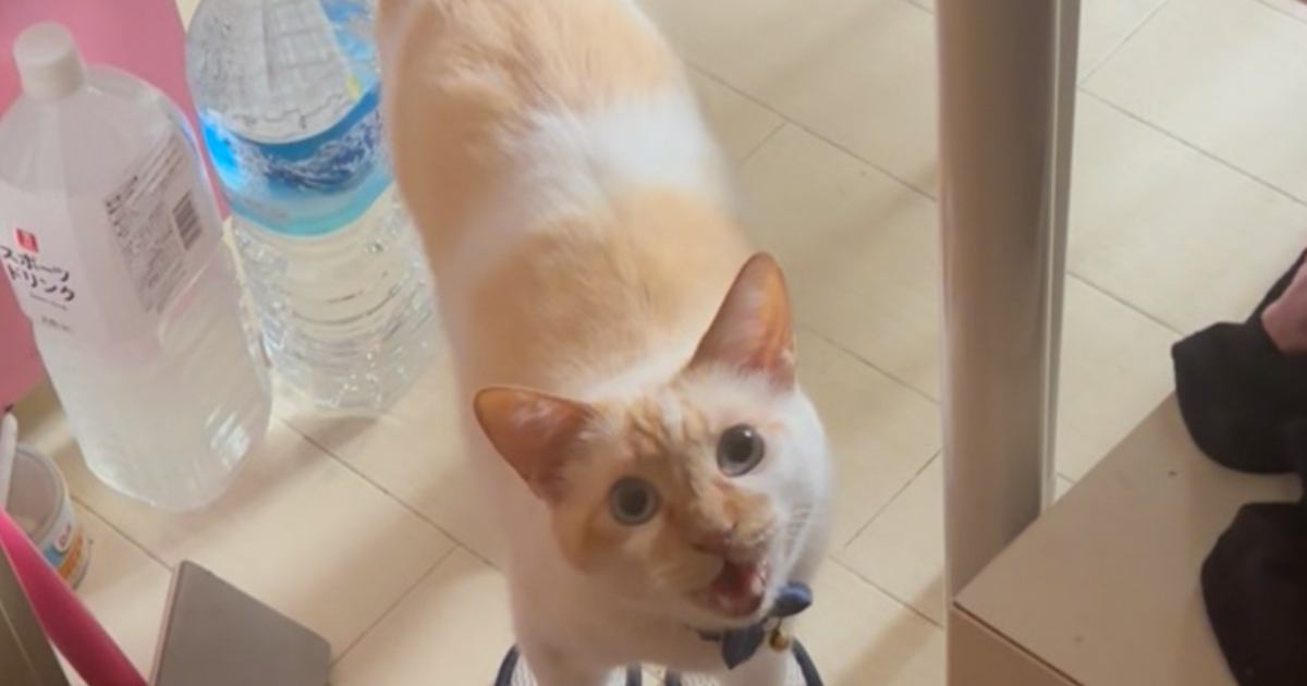 猫がスリッパのところにいると思ったら…飼い主さんが思わず笑った『まさかの瞬間』に３万いいね「後ろの分を要求してるｗ」「お行儀が良いｗ」