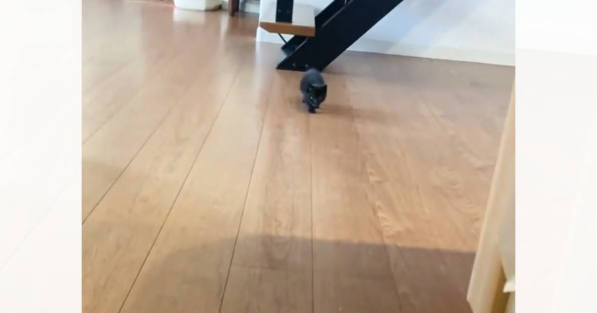 ママに呼ばれた赤ちゃん猫が次の瞬間…ついニヤニヤしてしまう『可愛すぎる姿』が120万再生「なんて破壊力」「ぱやぱや期が尊すぎる…」