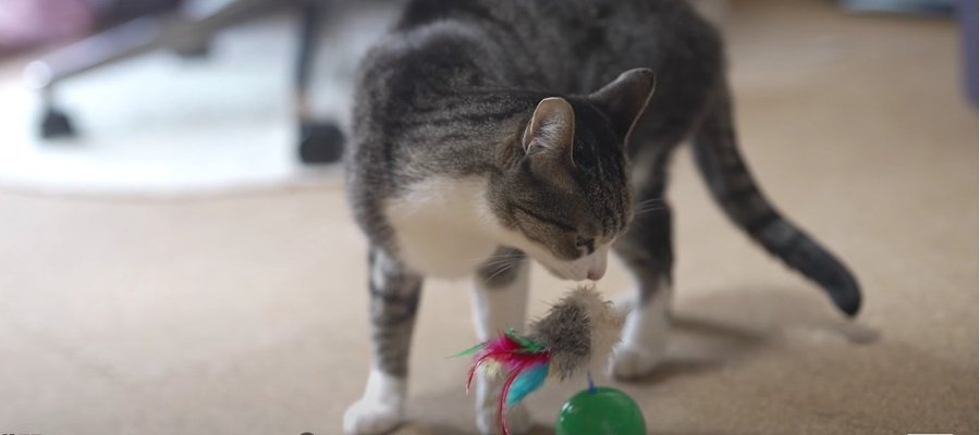 オモチャの味変？またたびトッピングにわきたつ猫ちゃんたち 