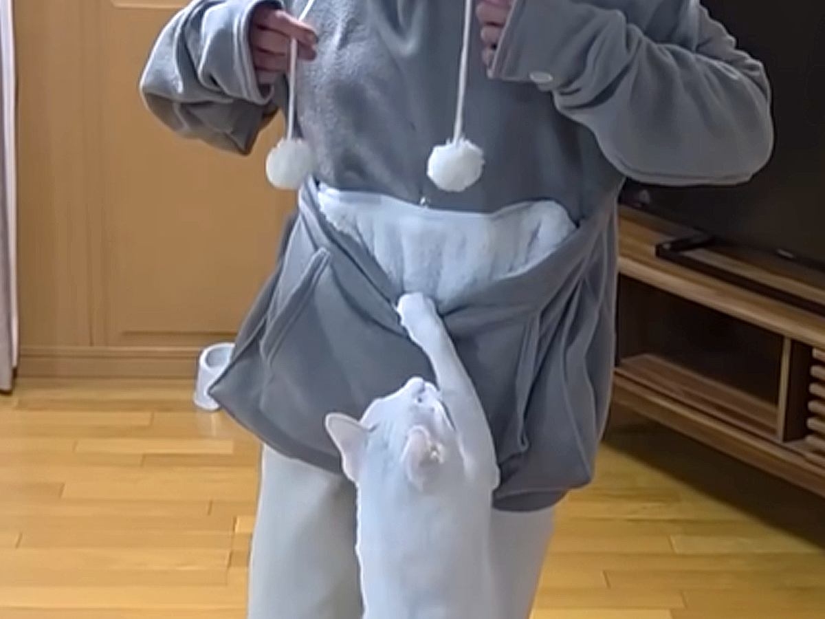 超甘えん坊の猫のため、『カンガルーのように抱っこできる服』を購入→家族みんなが着てみたら…『あまりにも癒やされる光景』が72万再生