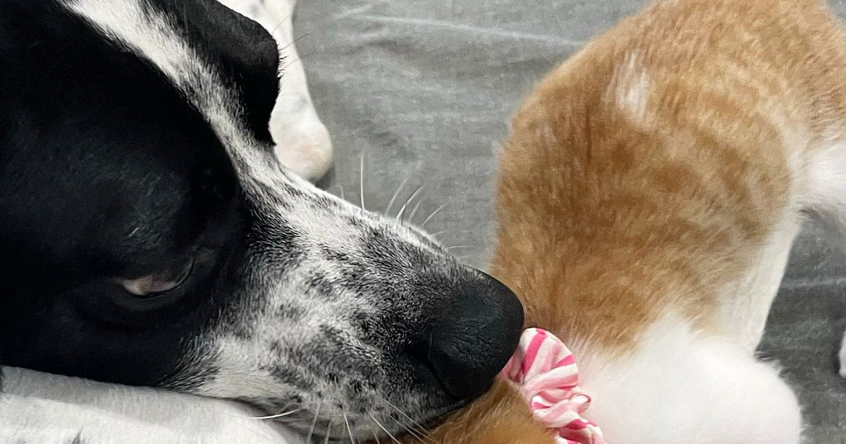 生後1か月ほどの小さな子猫→先住犬にぴったりと体をくっつけると…微笑ましすぎる光景に「迷いのない突進ｗ」「ゼロ距離で笑った」と反響