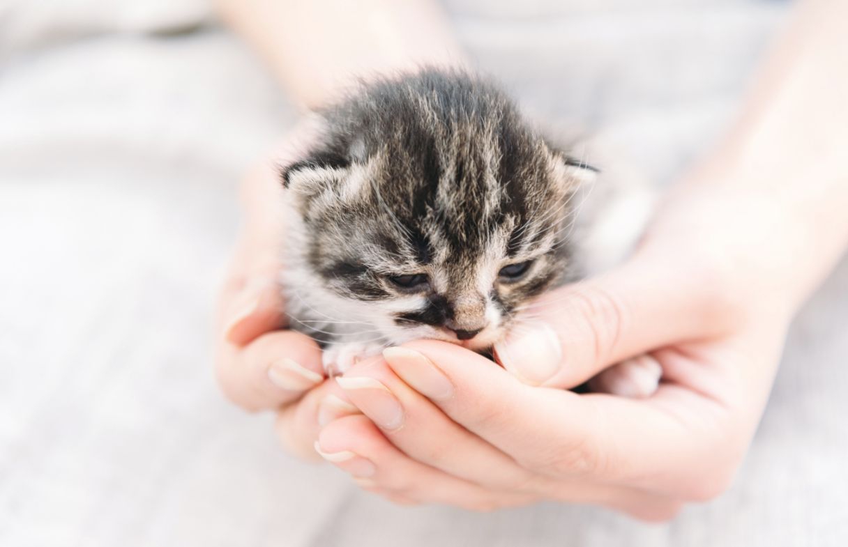 猫が震える6つの原因と考えられる病気