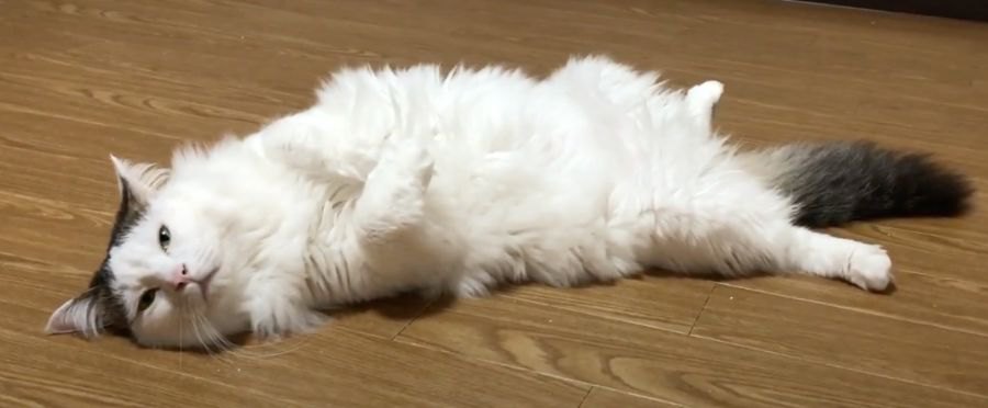 元大荒れ猫ちゃん、今ではすっかり甘えんぼさん♪